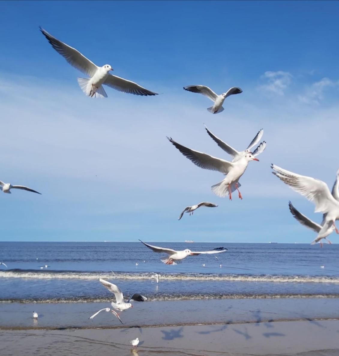 הרינגסדורף Lange Am Meer מראה חיצוני תמונה